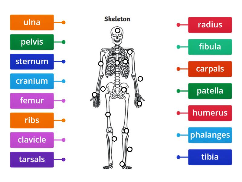 The Human Skeleton - Labelled diagram