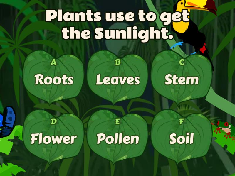 Plants' Life Cycle. - Quiz