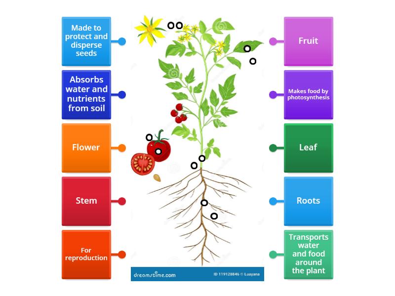 Parts and functions of plants - Labelled diagram