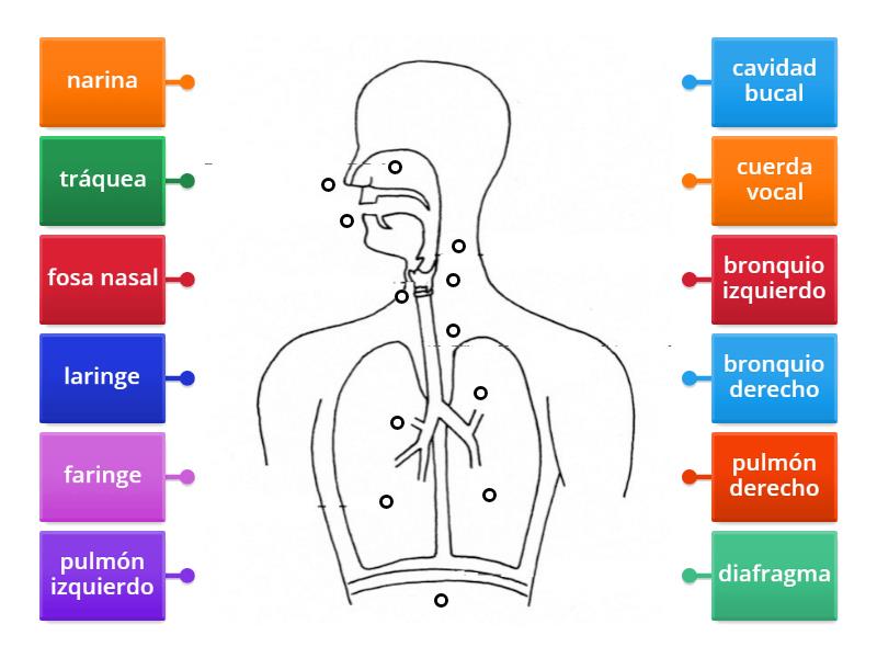 Aparato fonador - Labelled diagram