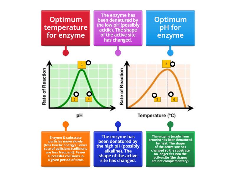 effect of temperature and ph on enzyme activity experiment