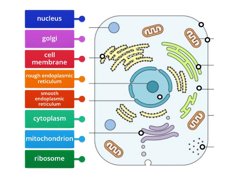 Label Eukaryote Cell G9 - Labelled diagram