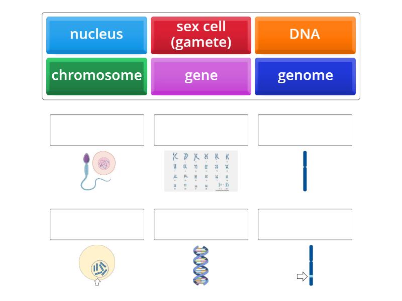 Chromosomes, genes and DNA picture matchup - Match up