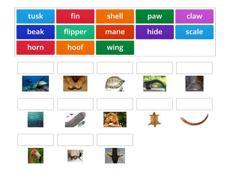 Body parts of animals - Match up