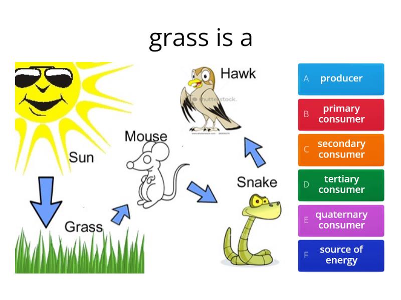 Trophic levels - Quiz