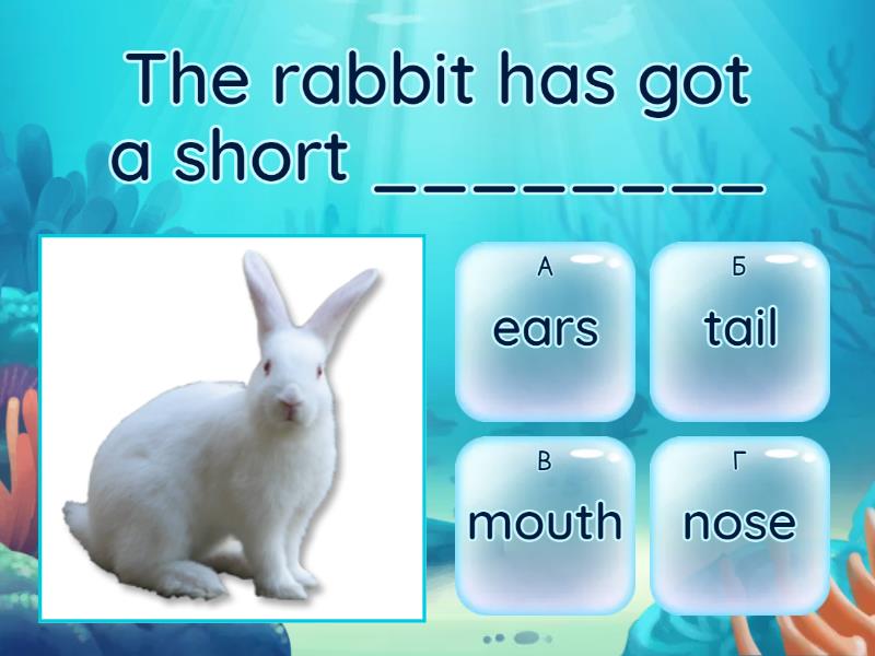 Has a rabbit