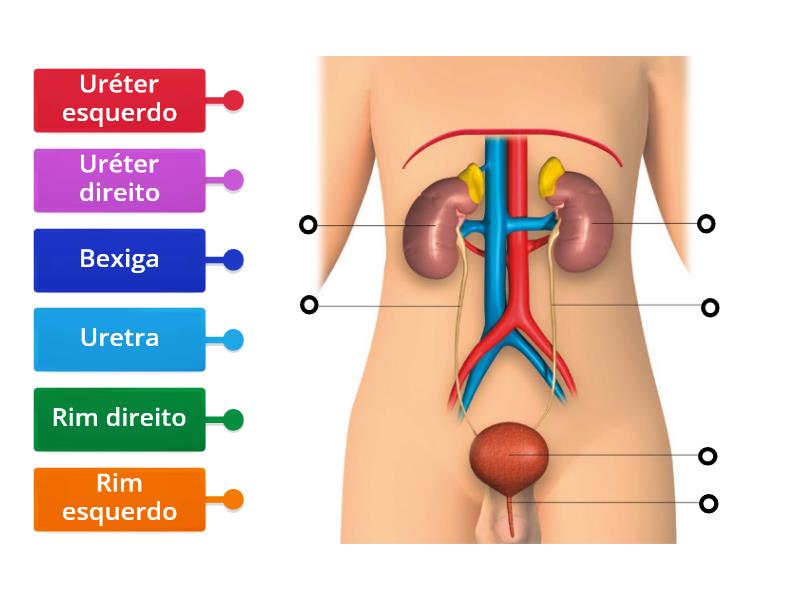 Sistema Excretor Legenda Diagrama Con Etiquetas 1201