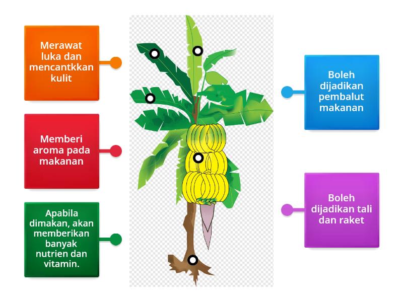 Kegunaan Pokok Pisang Gambar Rajah Berlabel