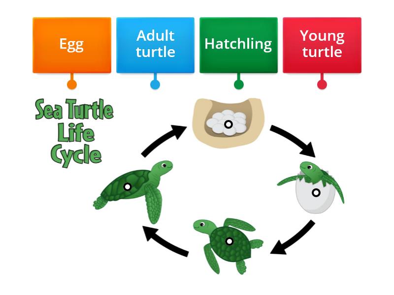 The life cycle of a sea turtle - Labelled diagram