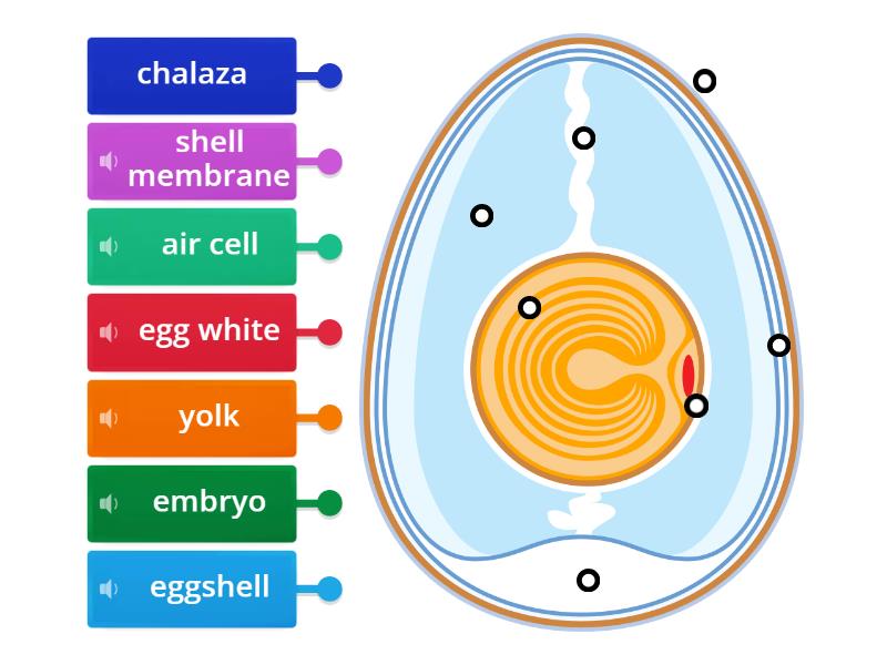 Parts of a bird egg - Labelled diagram