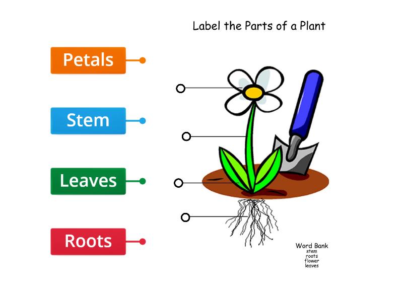 Parts Of A Plant - Labelled Diagram