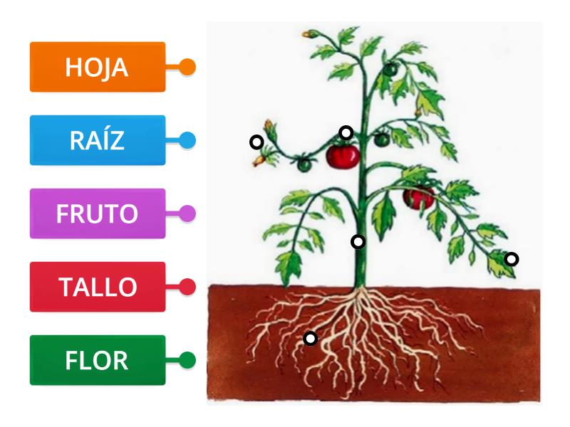 LAS PARTES DE UNA PLANTA - CEIP 