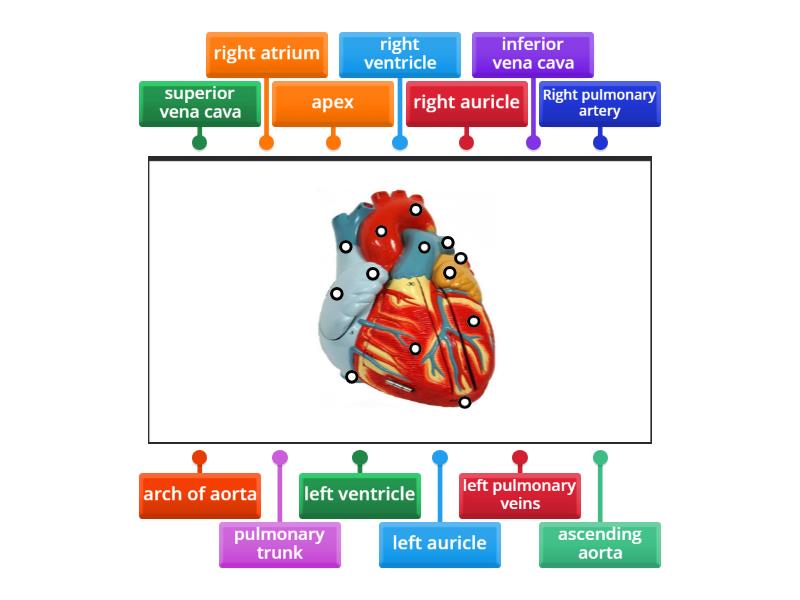 external heart structures - Labelled diagram