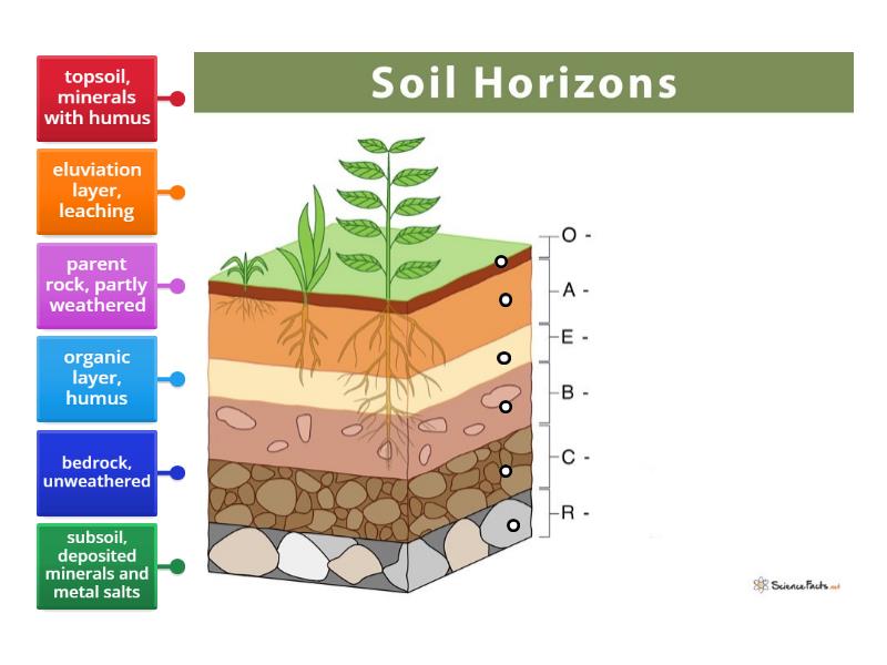 WHAT ARE SOIL HORIZONS CLASS 7 visual data 3