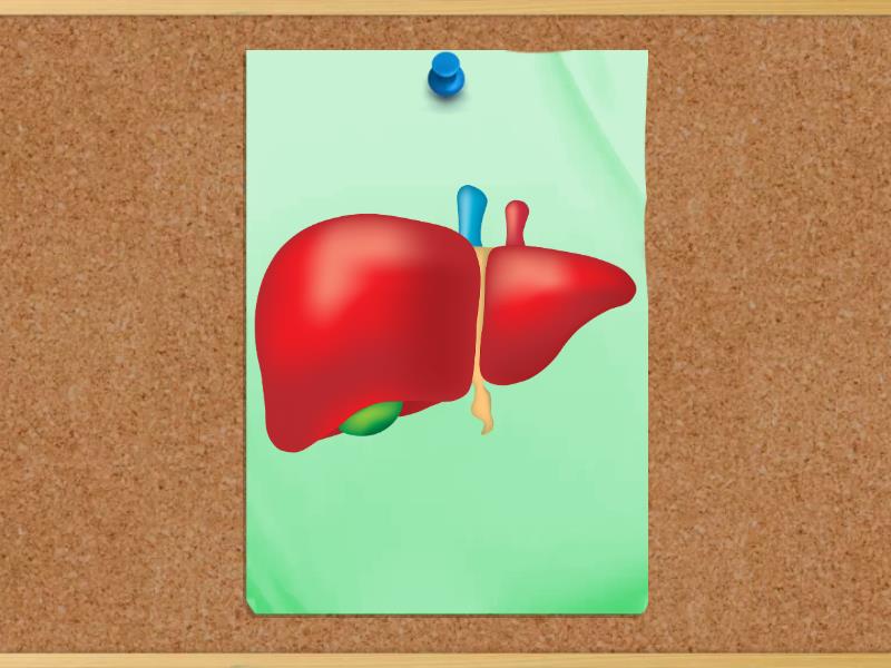 Digestive system - Flash cards