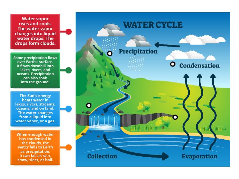 Science Final Exam Revision (Water Cycle) - Labelled diagram