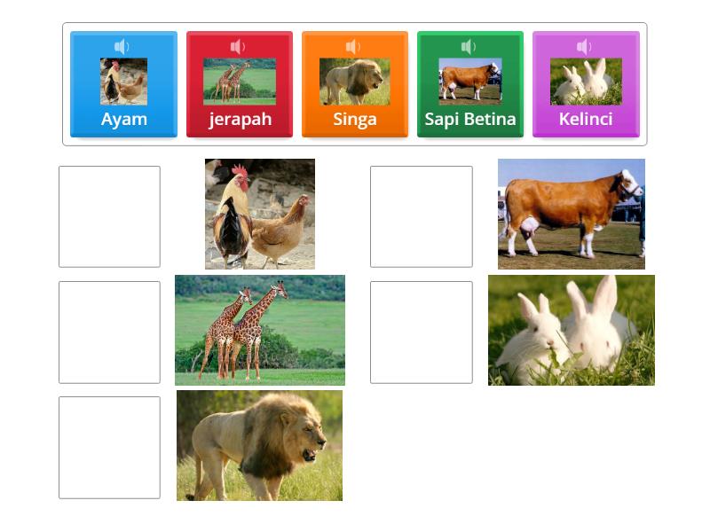 Permainan Mencocokkan Gambar Binatang - Match up