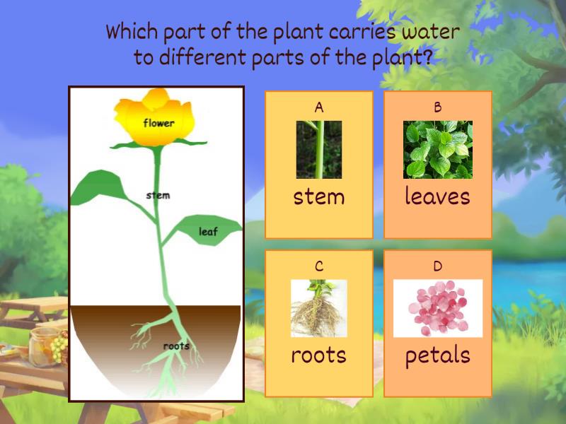 Parts of a plant - Quiz