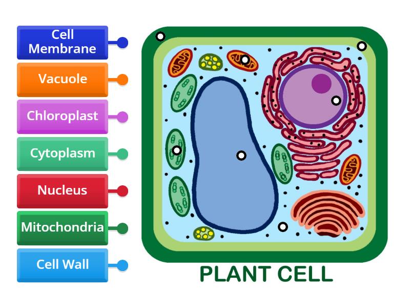 Plant Cell to label - Labelled diagram