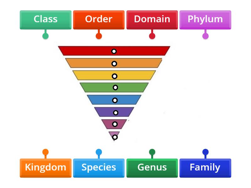 Levels of Classification - Labelled diagram