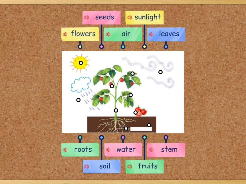 Diagrama parts of a plant II - Labelled diagram