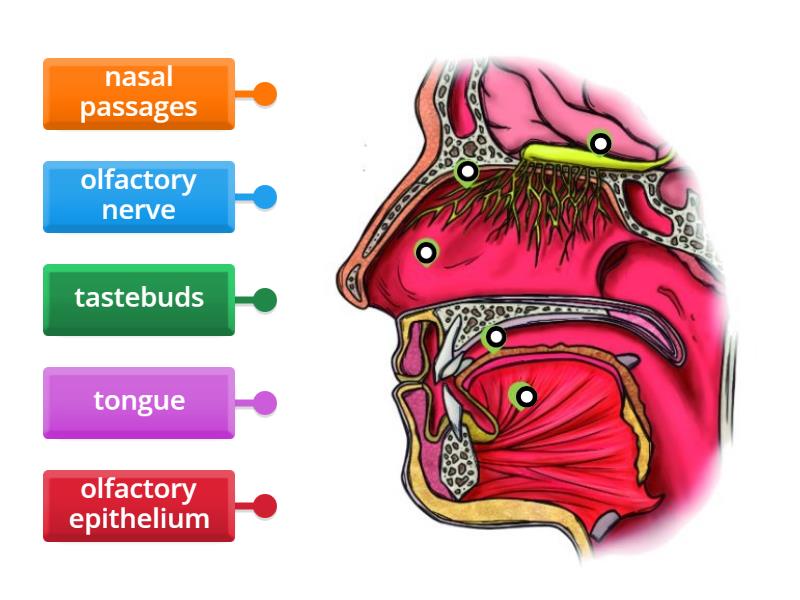 Smell Organ (Nose) and Taste Organ (Tongue) - Labelled diagram