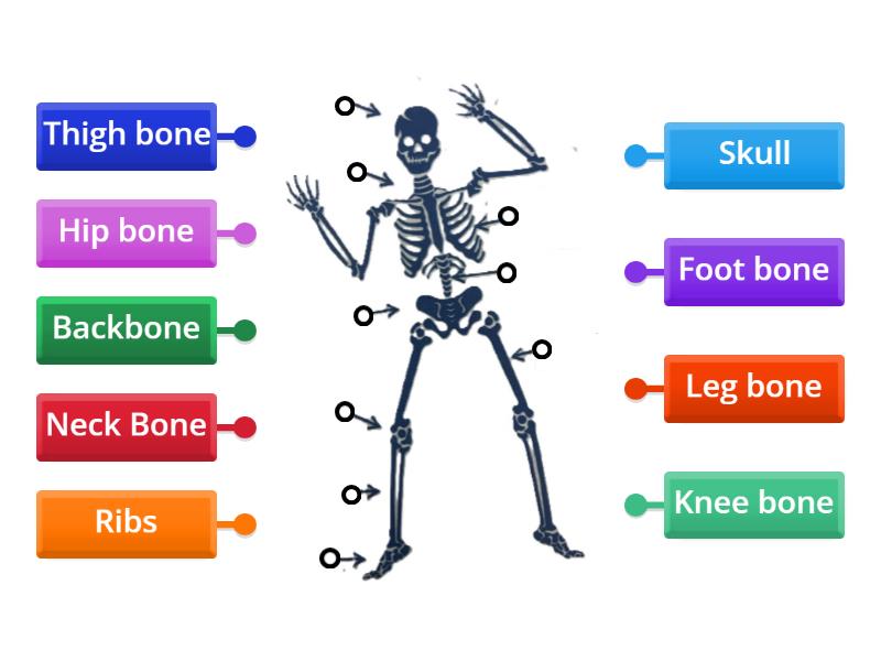 The Dancing Skeleton - Labelled diagram