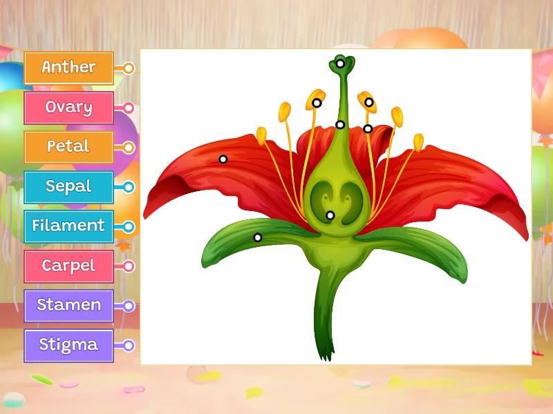 Partes de la planta en inglés - Labelled diagram