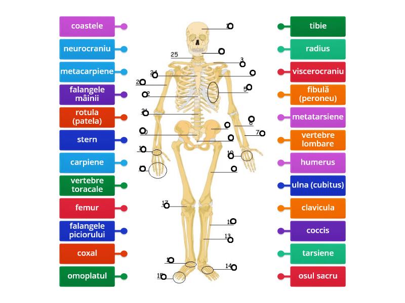 Scheletul uman Diagramă etichetată