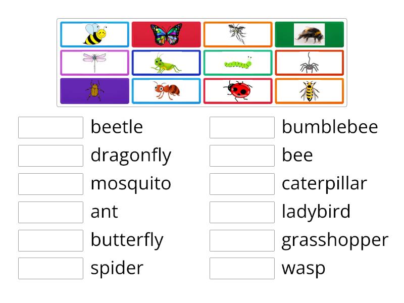 Insects - Match up