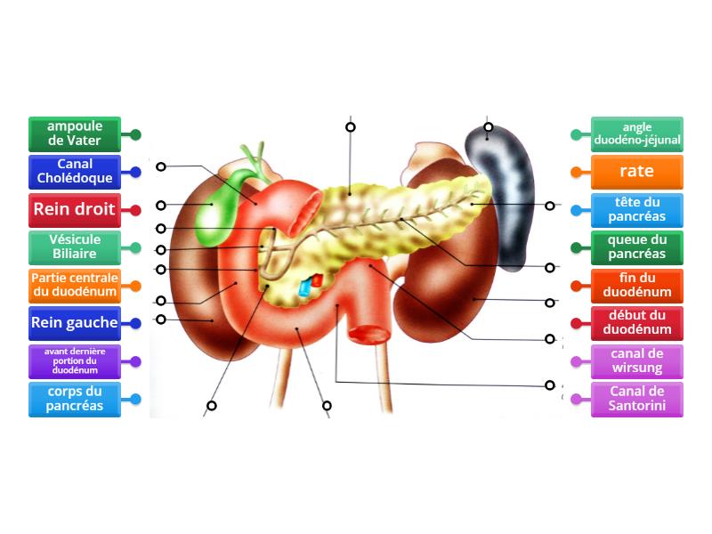 Schéma du pancréas, Rate, IG - Labelled diagram