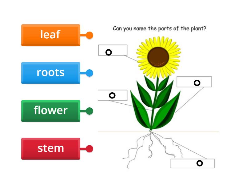 1. Parts of a plant PI1 The enormous Turnip - Labelled diagram