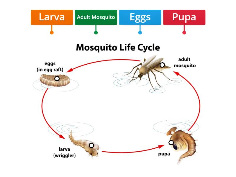 Life cycle of Mosquito - Labelled diagram