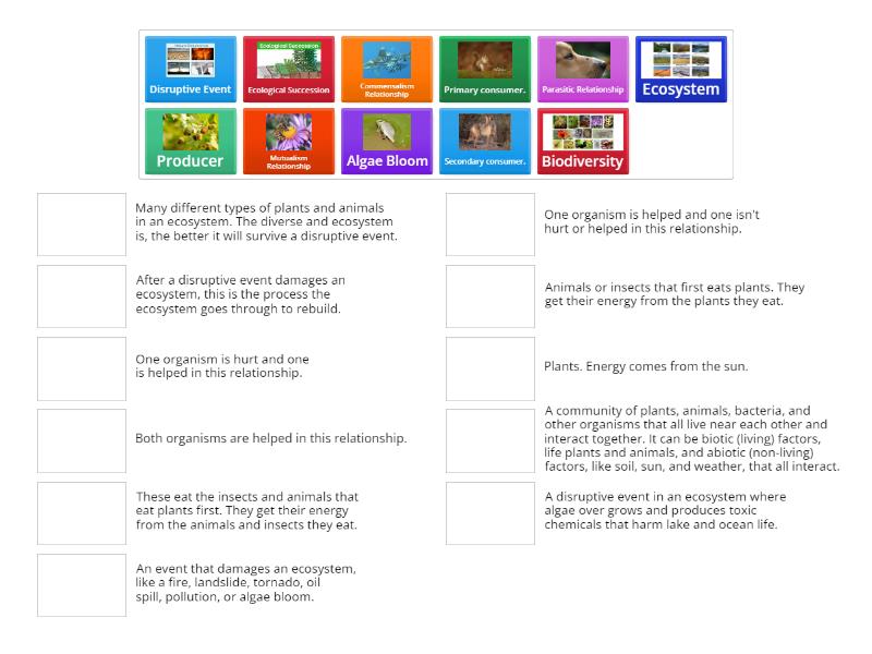Food Webs, Biodiversity, Relationships in Ecosystems, and Disruptive