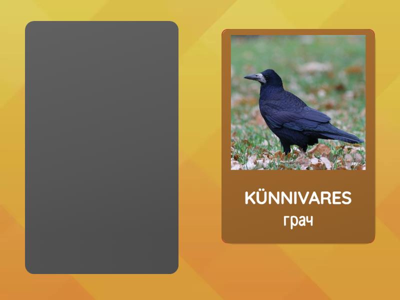 2kl-RÄNDLINNUD - Speaking cards