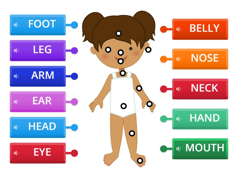 Partes Do Corpo Humano - Labelled Diagram