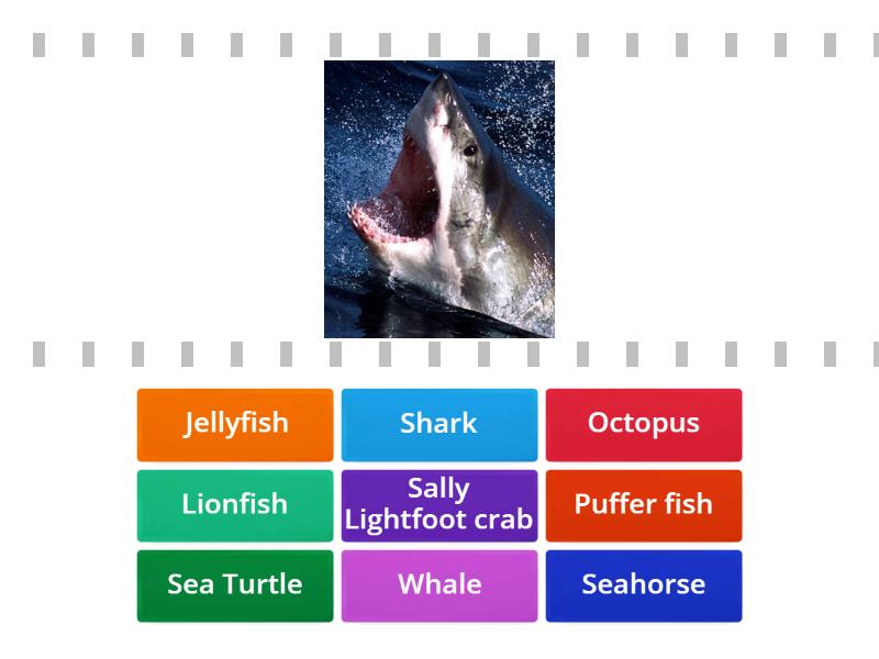 FIND THE MATCH (SEA ANIMALS) - Cada oveja con su pareja