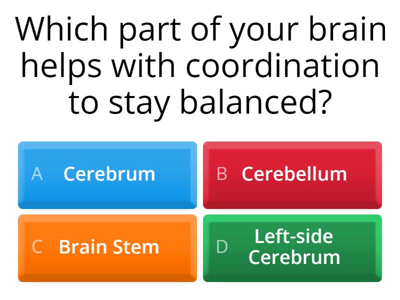 parts-of-the-brain-functions-quiz