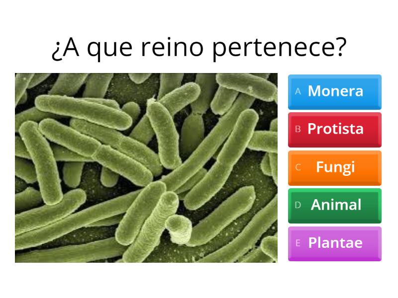 Los 5 Reinos - Quiz