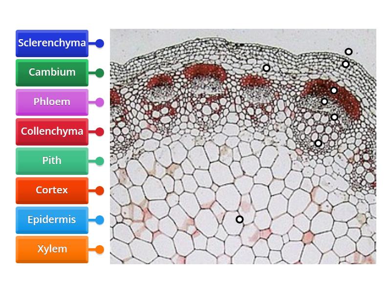 Dicot Stem micrograph - Labelled diagram