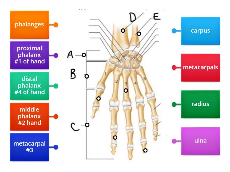 Hand bones - Labelled diagram