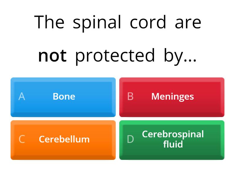 SPINAL CORD - Quiz