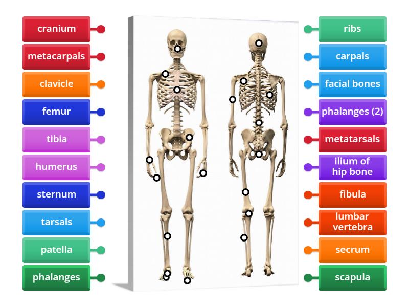 The Human Skeleton - Labelled diagram