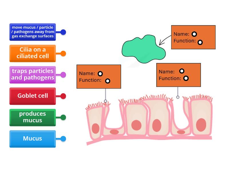 Mucus, goblet cells and ciliated cells - Cambridge iGCSE - Labelled diagram