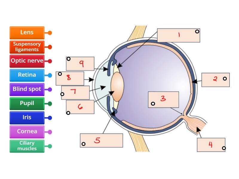 The Eye - Cambridge IGCSE Co-ordinated Sciences (Double Award) 0654 ...