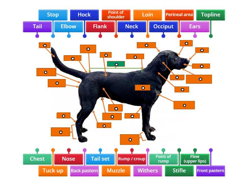 Canine Anatomy Points of a Dog Labelled diagram