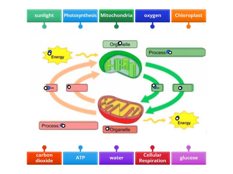 Photosynthesis And Cellular Respiration Diagram Labeling Labelled Diagram