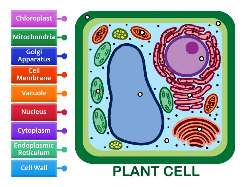 Plant Cell - Labelled diagram