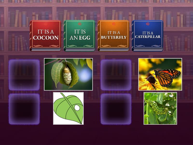 THE VERY HUNGRY CATERPILLAR (BUTTERFLY LIFE CYCLE)TEACHERNADIA - Match up