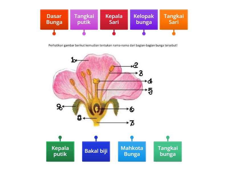 Bagian Bunga - Labelled diagram